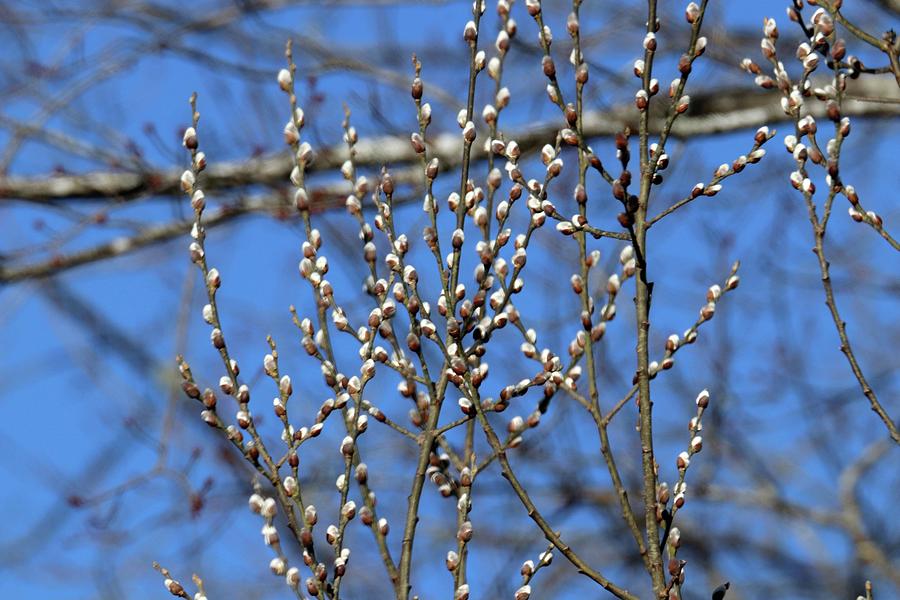 Pussy Willows Photograph by Bruce Small | Fine Art America