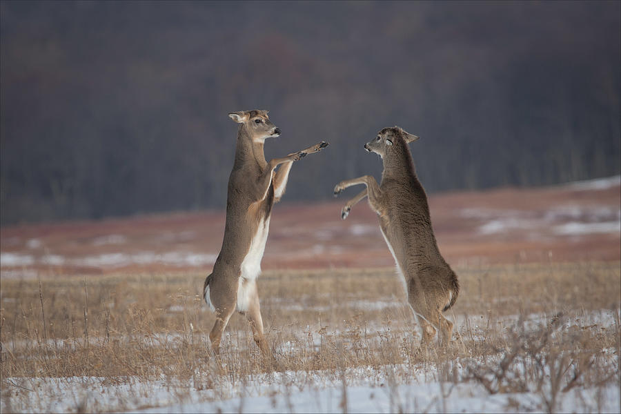 Deer Photograph - Put em Up! by Nick Kalathas