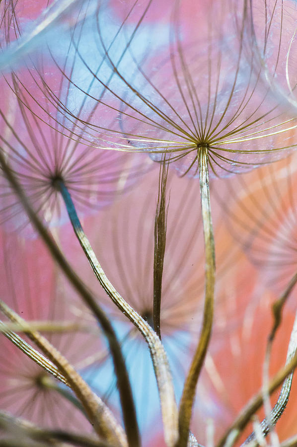 Puzzle Dandelions Photograph by Iris Greenwell