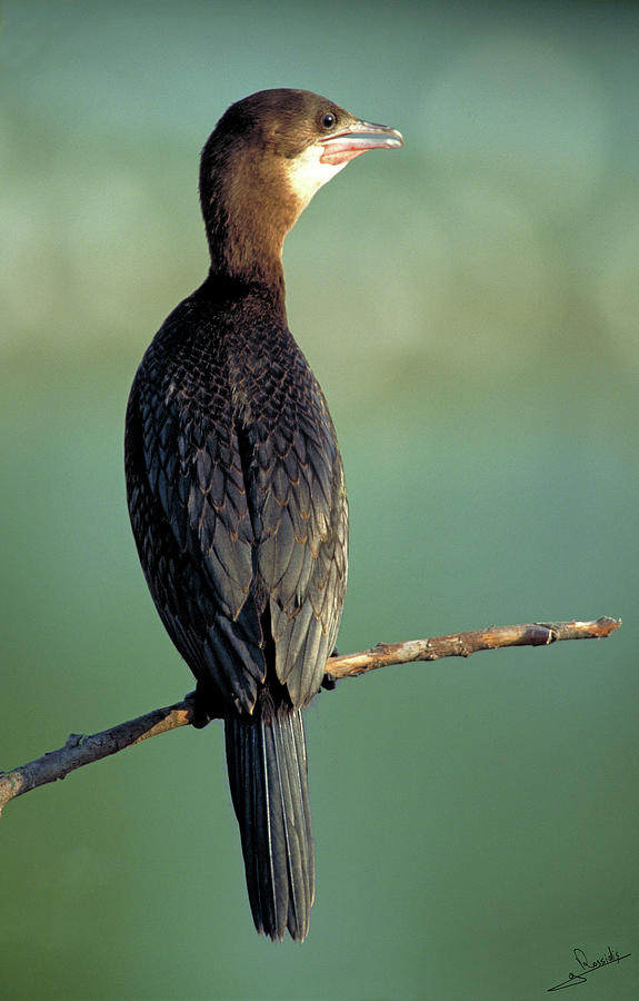 Greek Photograph - Pygmay cormorant by George Rossidis