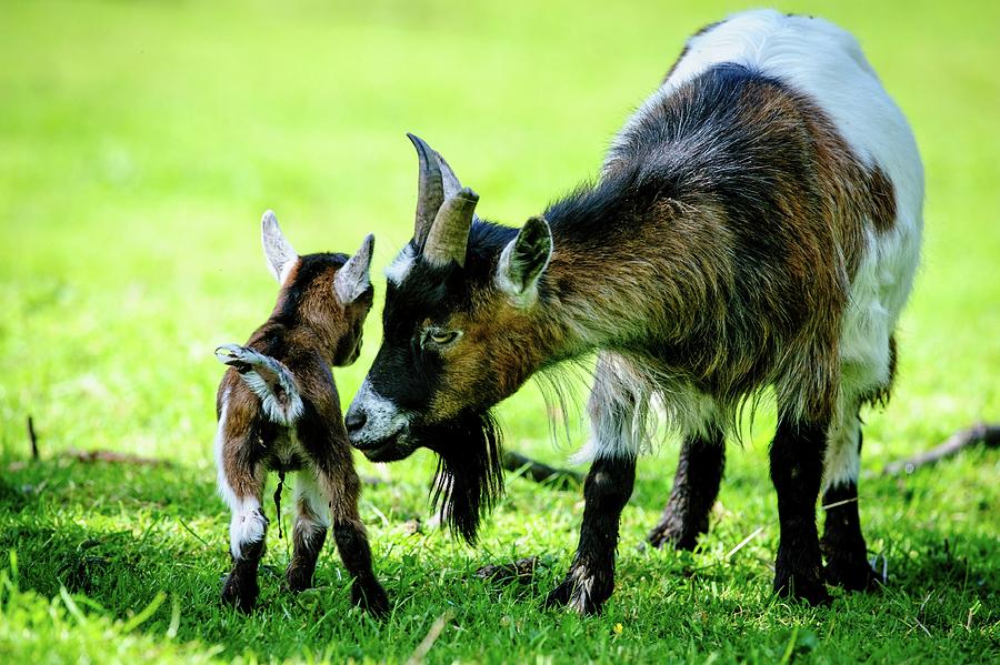 Pygmy Goat Kid With Mum Photograph by Andrew Wilson - Fine Art America