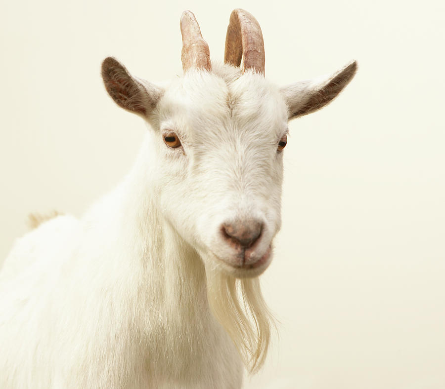 Pygmy Goat Photograph by Thomas Northcut