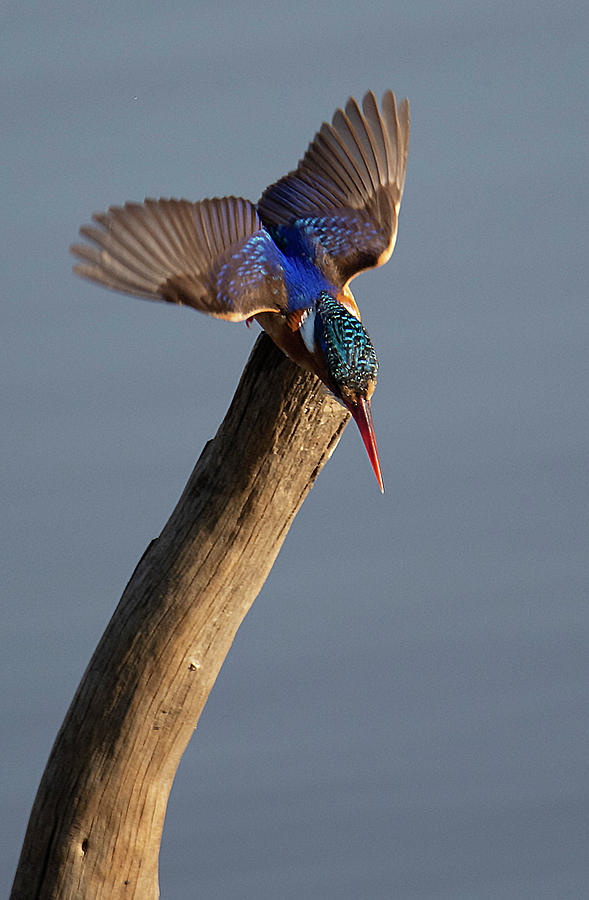 Pygmy Kingfisher Photograph by Patrick Nowotny