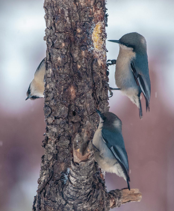 Pygmy Nuthatches Photograph by Thomas Magnuson - Pixels