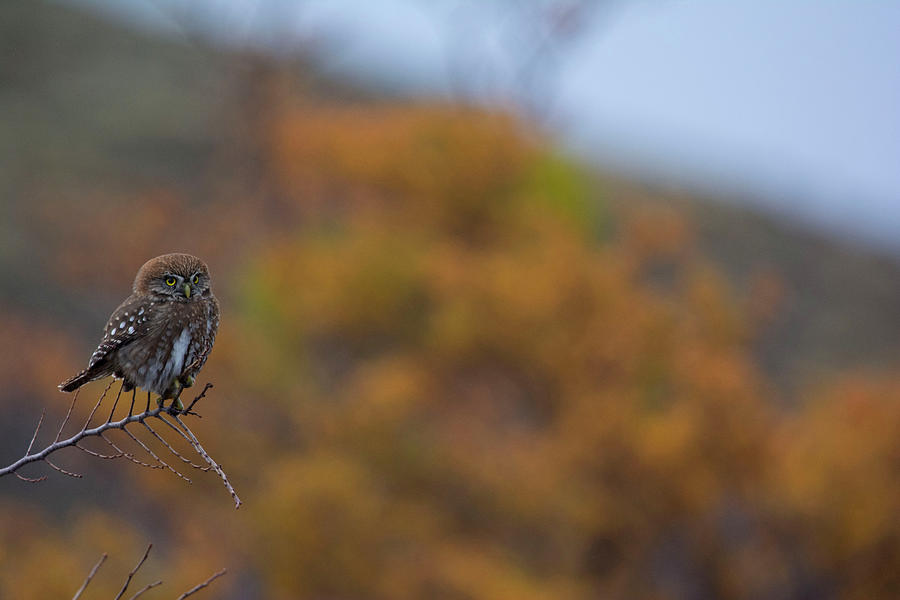 Pygmy Owl In Autumn Photograph by Patrick Nowotny