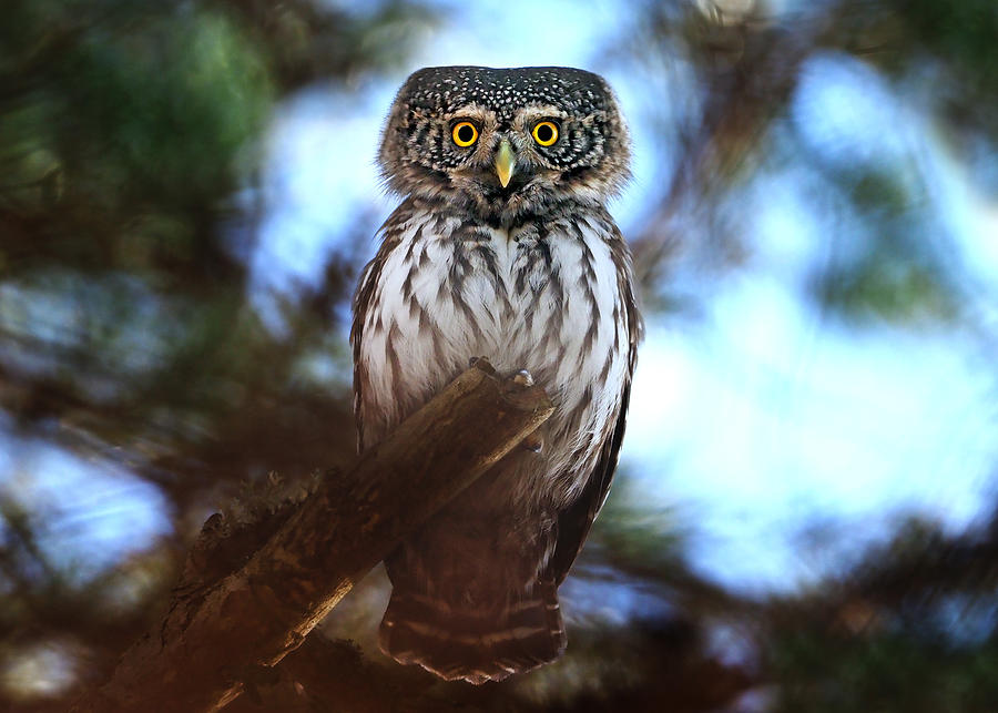 Pygmy Owl - Kodal - Norway Photograph by Håvard Flaatten - Fine Art America