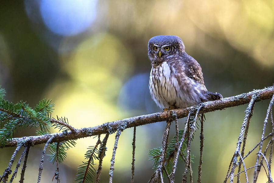 Pygmy Owls Photograph by Marco Redaelli - Fine Art America