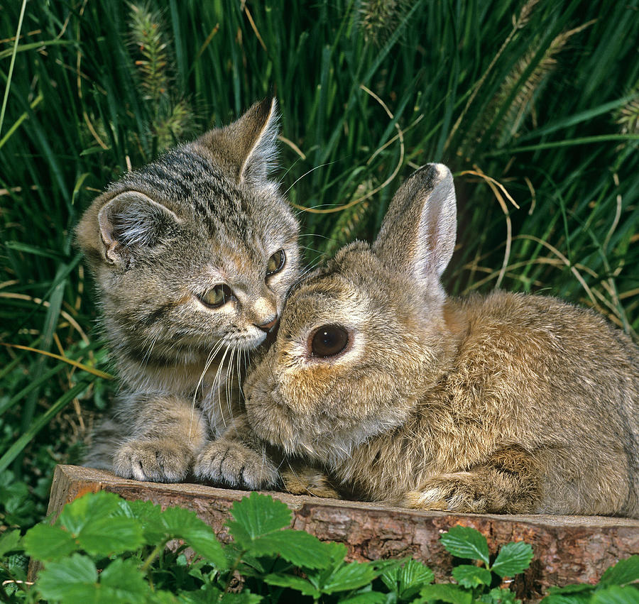Pygmy Rabbit & Kitten Digital Art by Robert Maier