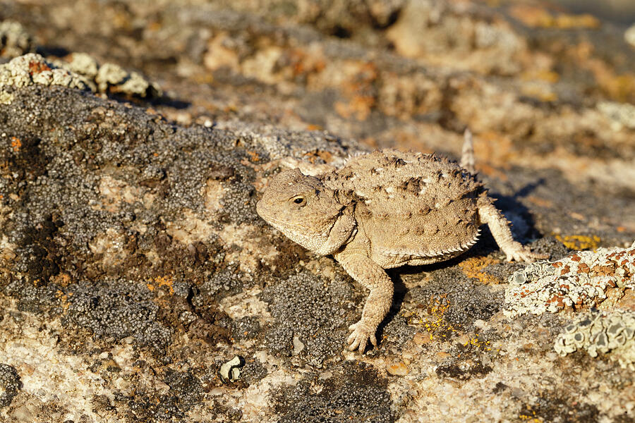 Pygmy Short-horned Lizard Sublette County, Wyoming, Usa. Photograph by Gerrit Vyn / Naturepl.com Pygmy Short-horned Lizard Sublette County, Wyoming, Usa. Photograph by Gerrit Vyn / Naturepl.com