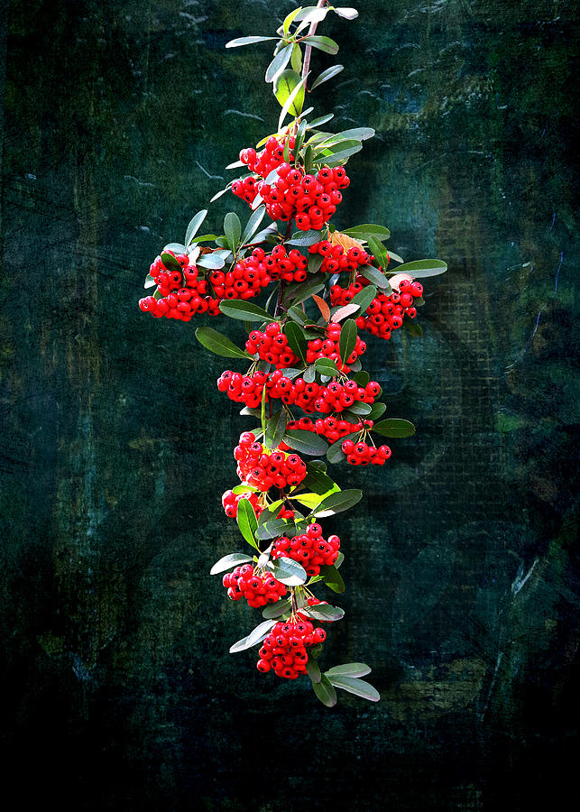 Pyracantha Berries - Do Not Eat by Debi Dalio Pyracantha Berries - Do Not Eat by Debi Dalio