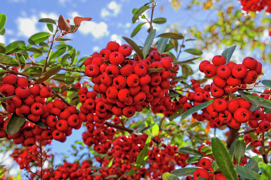 Pyracantha Berries Photograph by Phil DEGGINGER