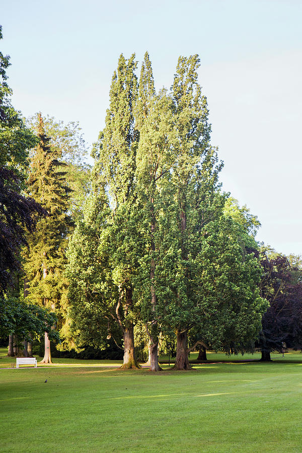 Pyramid Shaped Oak Trees At Graflicher Park In Teutoburg Forest ...