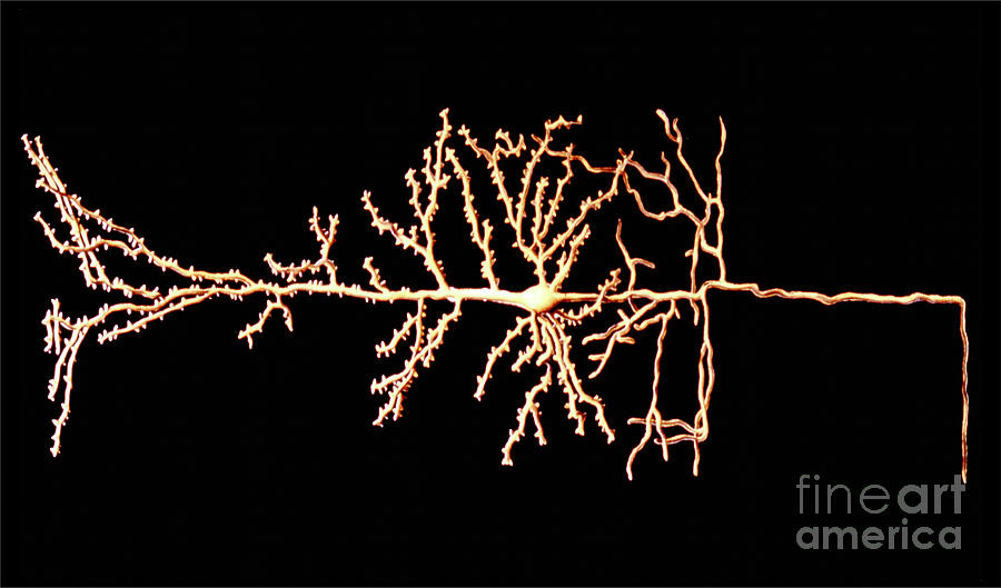 Pyramidal Neuron Photograph by Francis Leroy, Biocosmos/science Photo Library