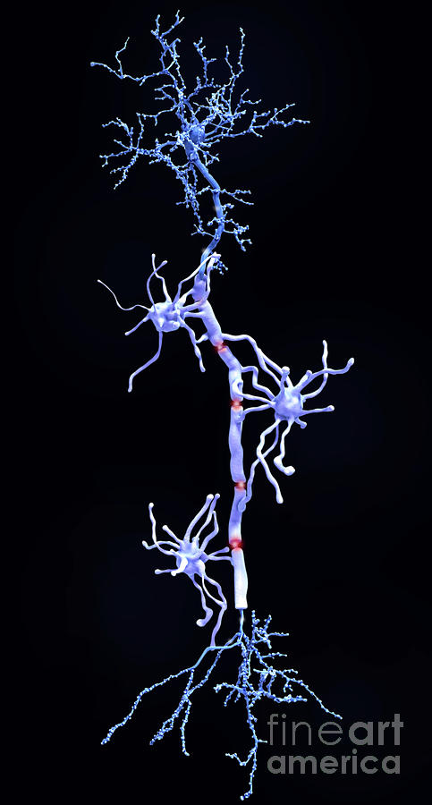 Neuron Photograph - Pyramidal Neurons And Myelin Sheaths by Juan Gaertner/science Photo Library