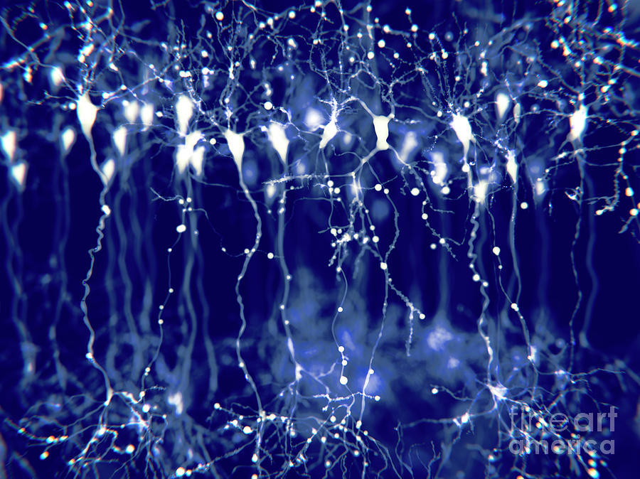 Nobody Photograph - Pyramidal Neurons In The Cerebral Cortex by Juan Gaertner/science Photo Library