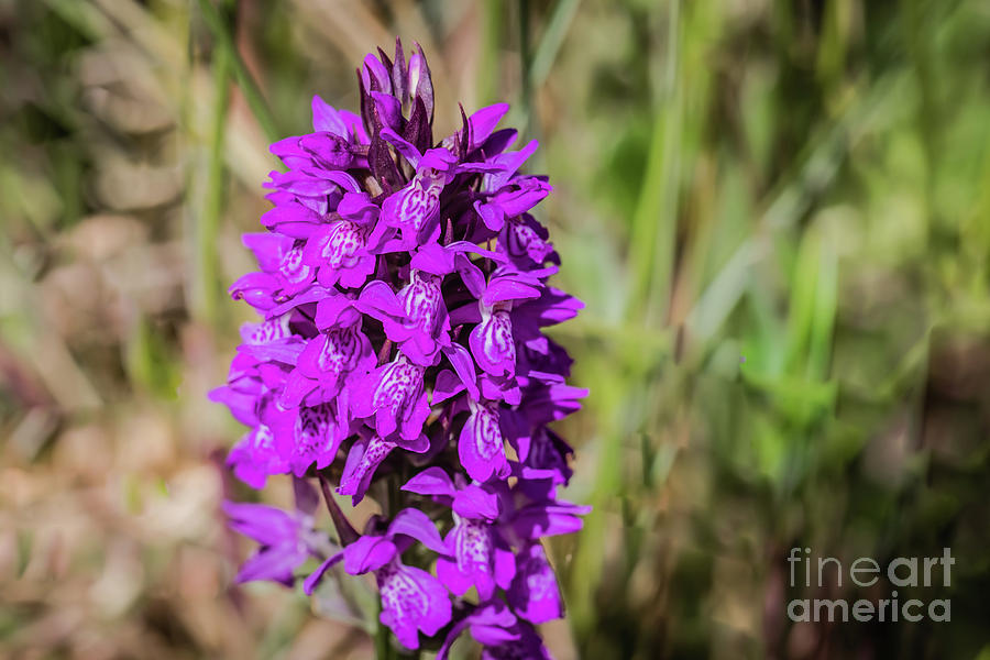 Purple Photograph - Pyramidal Orchid by Eva Lechner