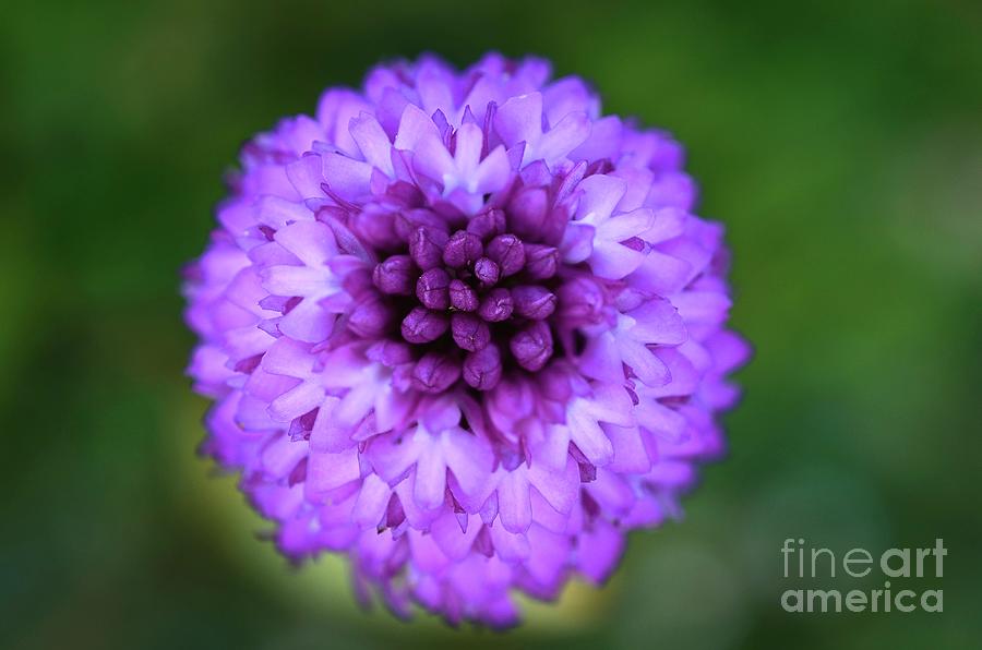 Pyramidal Orchid Flower Photograph by Colin Varndell/science Photo Library