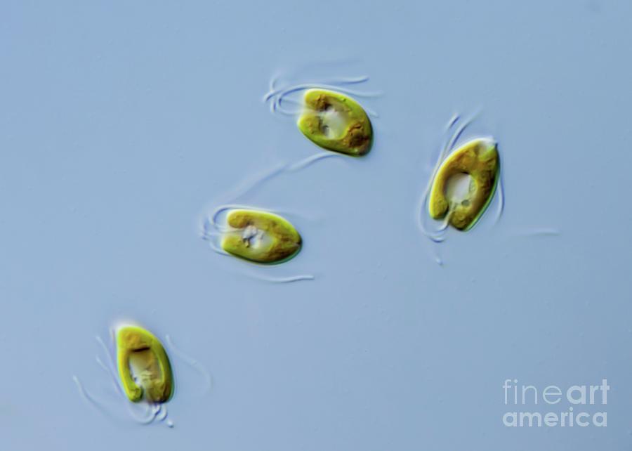 Nature Photograph - Pyramimonas Sp. Green Algae by Gerd Guenther/science Photo Library