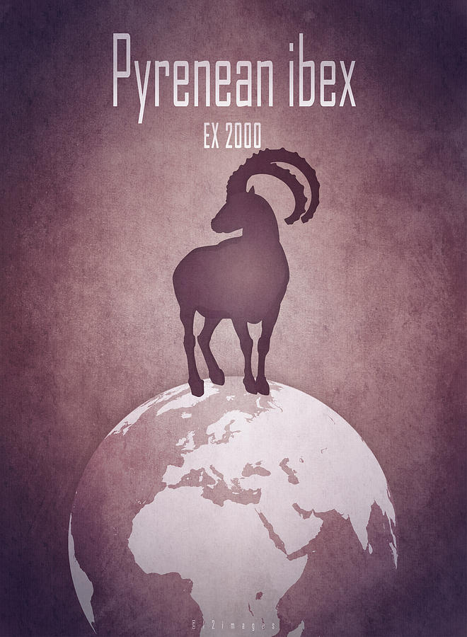 Pyrenean ibex Digital Art by Moira Risen