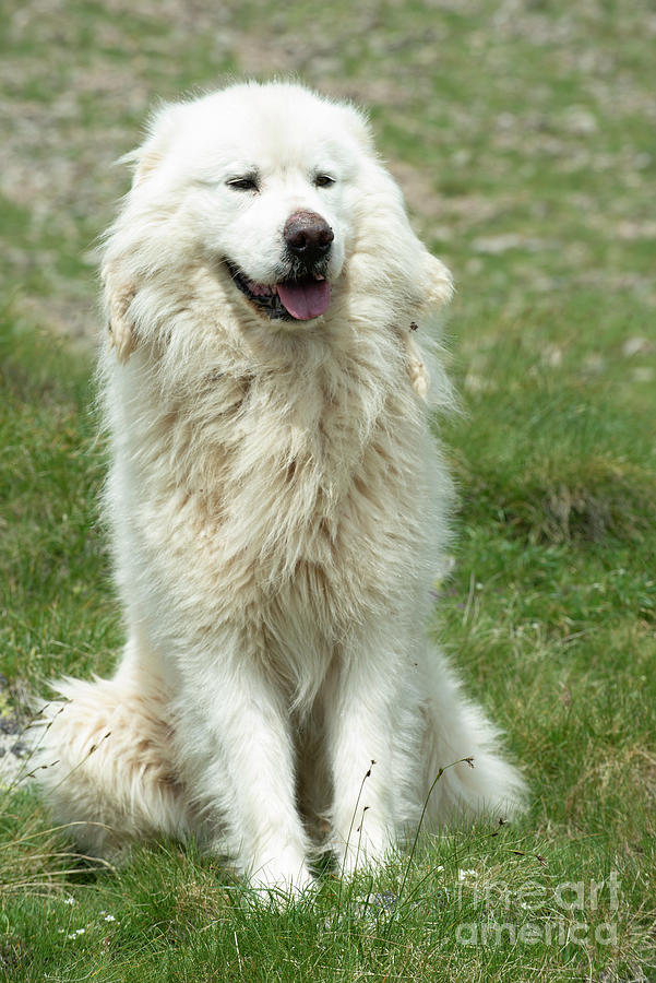Pyrenean Mountain Dog Photograph by Philippe Psaila/science Photo Library