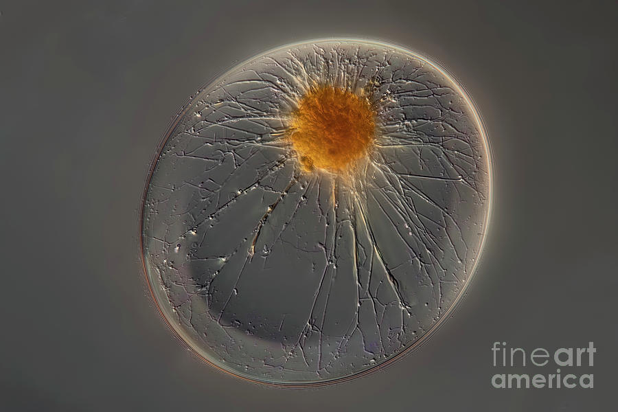 Pyrocystis Noctiluca Algae Photograph by Frank Fox/science Photo Library