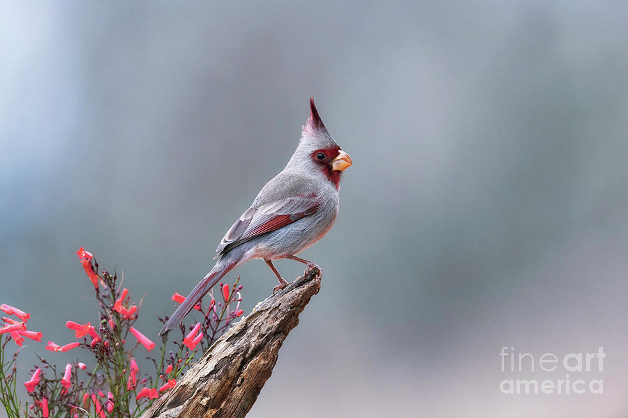 Pyrrhuloxia by Science Photo Library