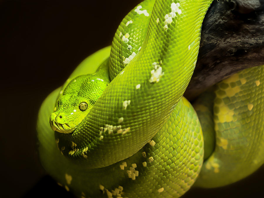 Snake Photograph - Python Green by Ilona Rosenkrancov