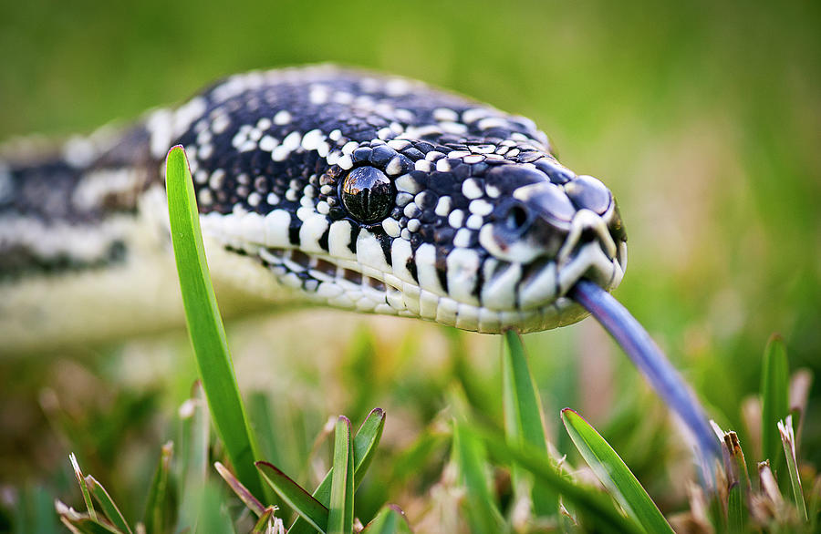 Python On Grass Photograph By Alastair Pollock Photography Fine Art