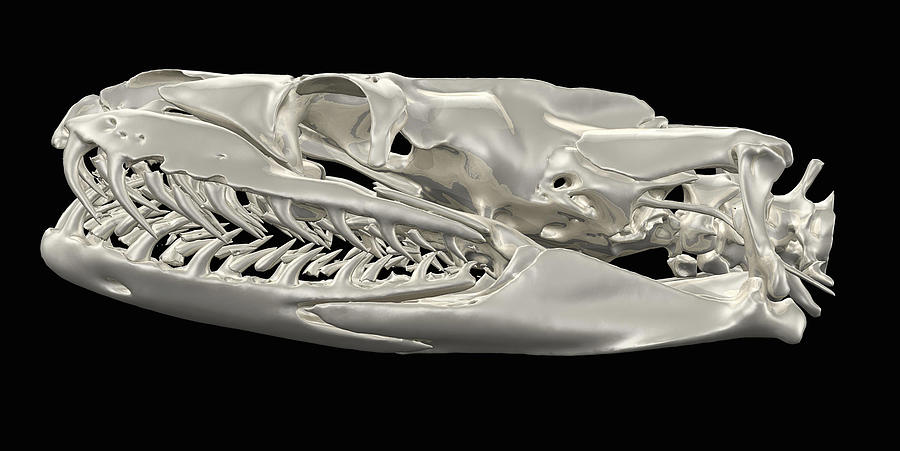Python Skull Image From A Ct Scan Digital Art by Callista Images - Pixels