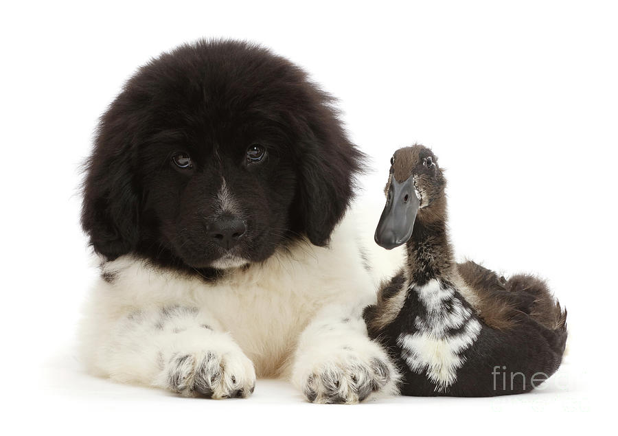 Dog Photograph - Quack and white Friends by Warren Photographic