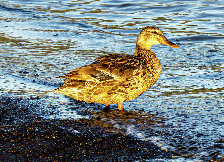 Quack Quack Photograph