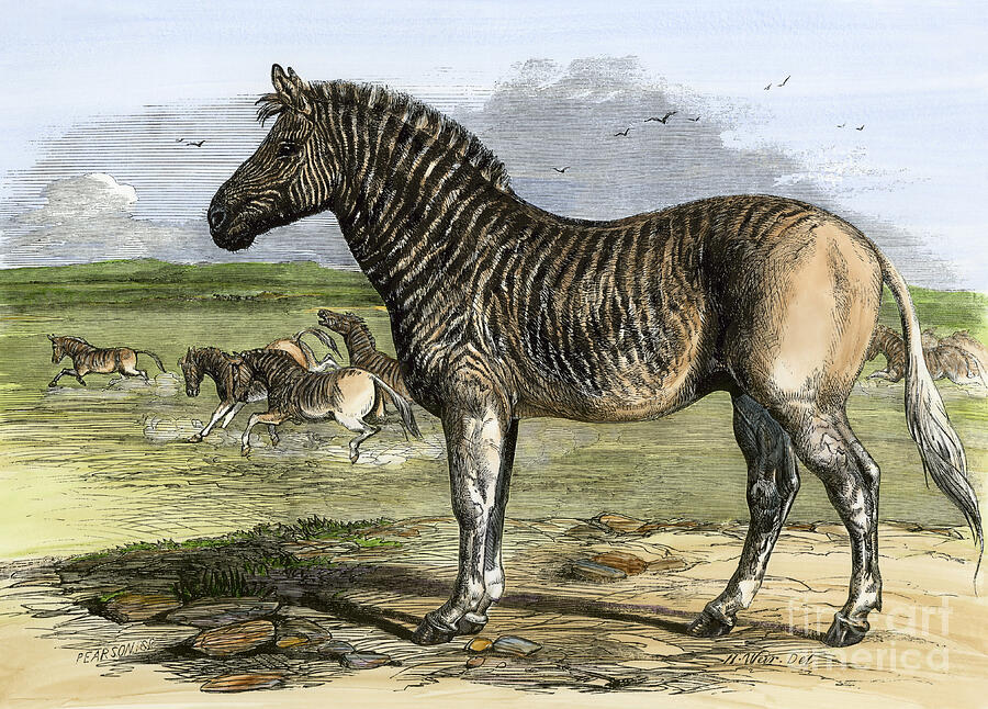 Quagga (couagga) From Africa At The London Zoo, Now Extinct Species ...