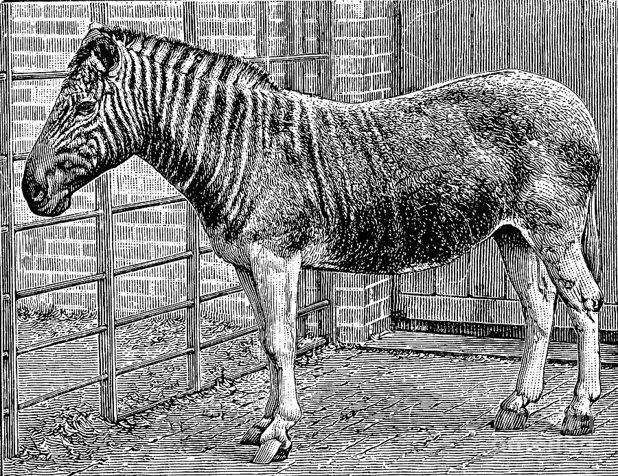 Quagga Mare In London Zoo, C1870 Drawing by Print Collector Quagga Mare In London Zoo, C1870 Drawing by Print Collector