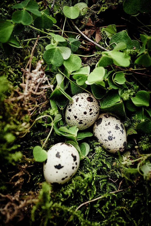 Quail Eggs Arranged On Moss And Leaves Photograph by Egle Ma