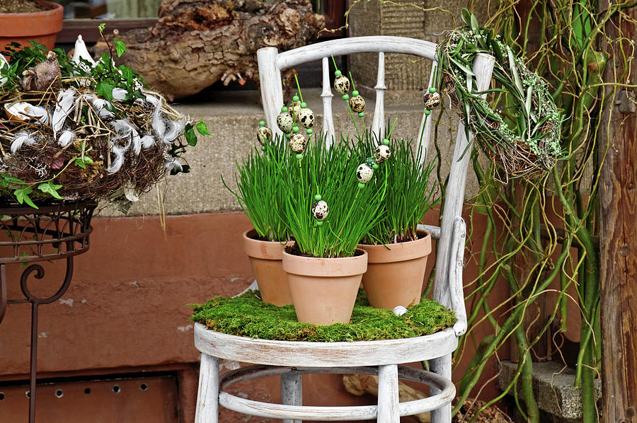 Quail Eggs On Plant Stakes In Potted Chives Photograph by Jutta Schneider/michael Will