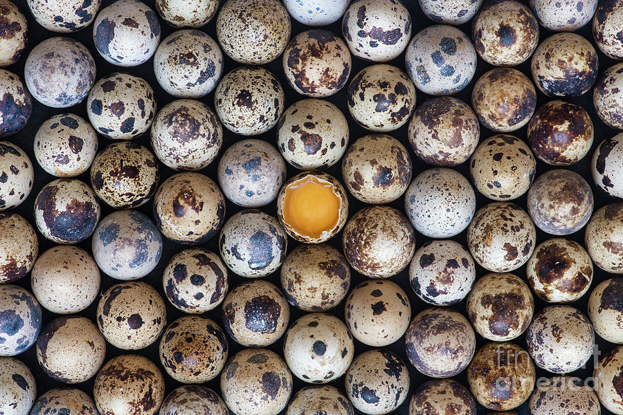 Quail Eggs Photograph by Tim Gainey