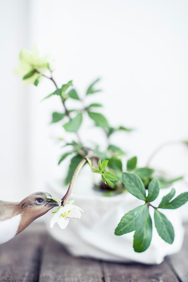 Quail Figurine Next To Hellebore Against White Background Photograph by Ulla@patsy