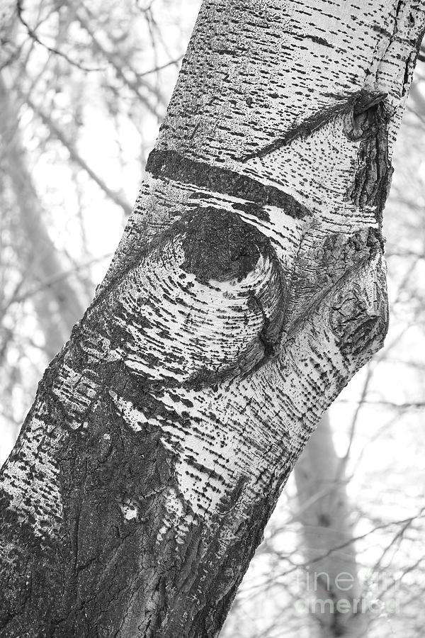 Quail In The Poplar Tree Photograph