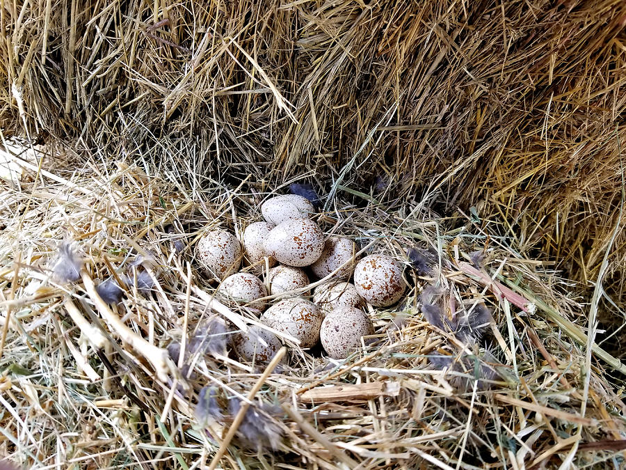 Quail Nest in a Haystack Photograph by J - Pixels