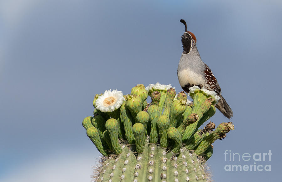 Quail Sentry by Lisa Manifold Quail Sentry by Lisa Manifold