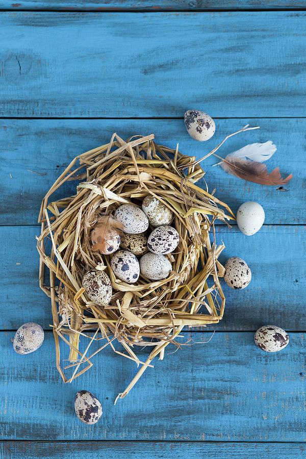 Quails Eggs In A Straw Nest On A Blue Wooden Surface seen From Above Photograph by Malgorzata Laniak
