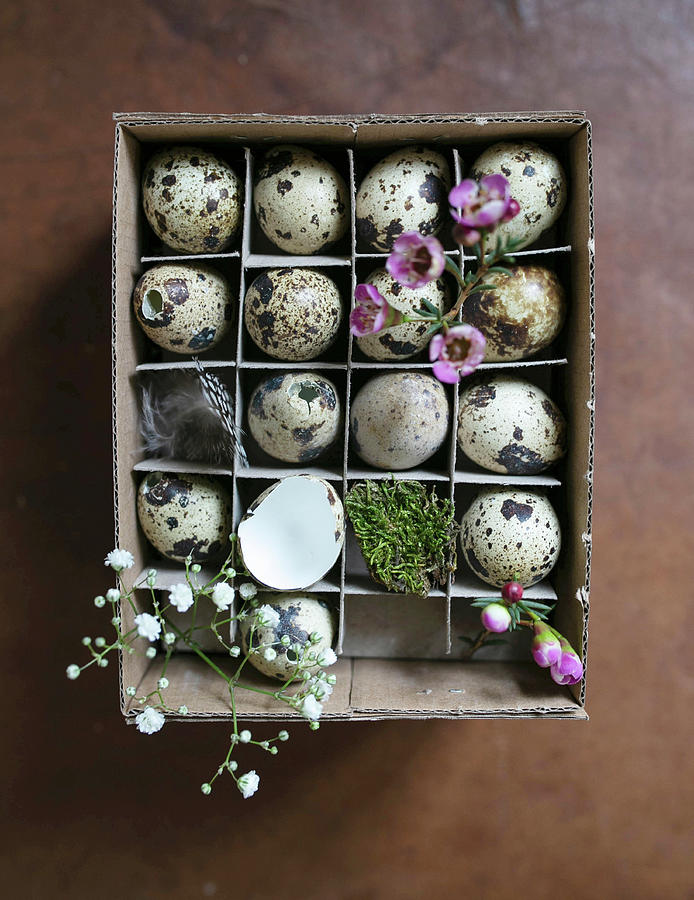 Quails Eggs With Spring Flowers Photograph by Sabine Steffens