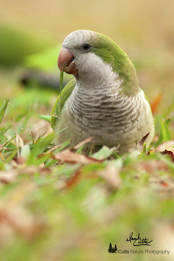Quaker Parrot Photograph - Quaker Parrot #3 by David Cutts Quaker Parrot Photograph - Quaker Parrot #3 by David Cutts