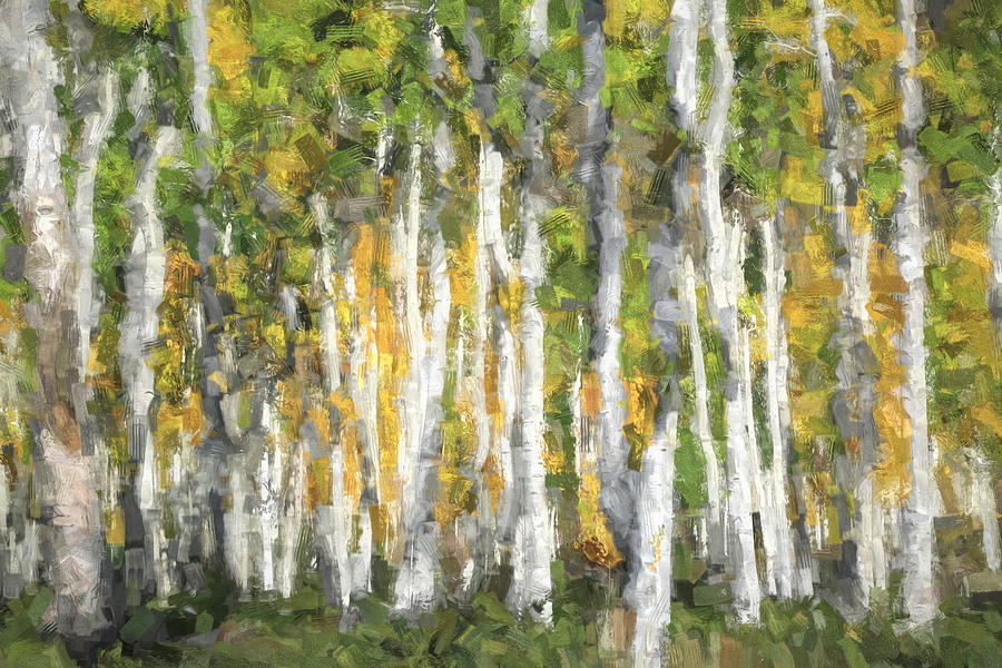 Quaking Aspen Abstract Photograph by Donna Kennedy