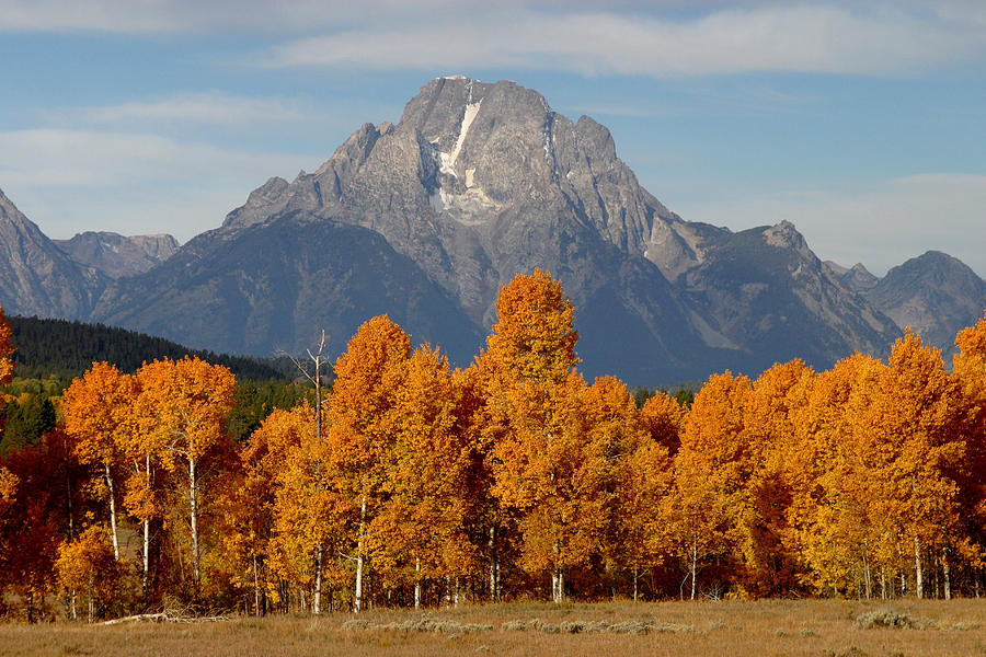 Quaking Aspen And Tetons In Fall Photograph by David Hosking
