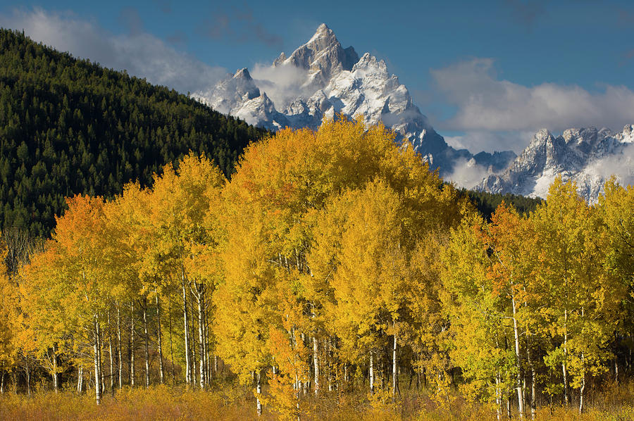 Quaking Aspens And The Tetons Photograph by Jeff Foott