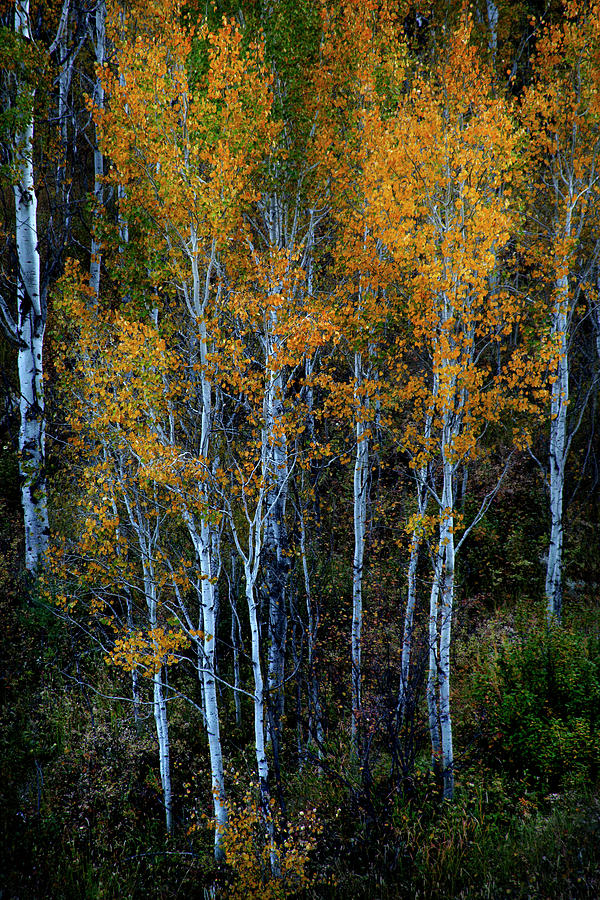 Quaking Aspens Autumn Colors Photograph by David Chasey