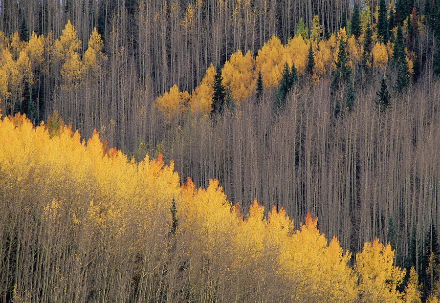 Quaking Aspens In Autumn  Populus Photograph by Nhpa