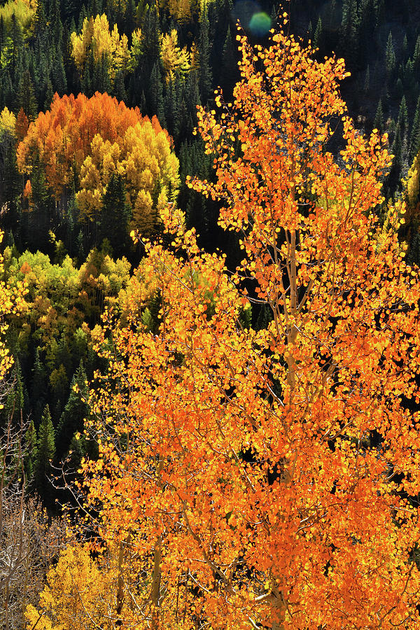 Quaking Aspens in Bright Sunlight Photograph by Ray Mathis