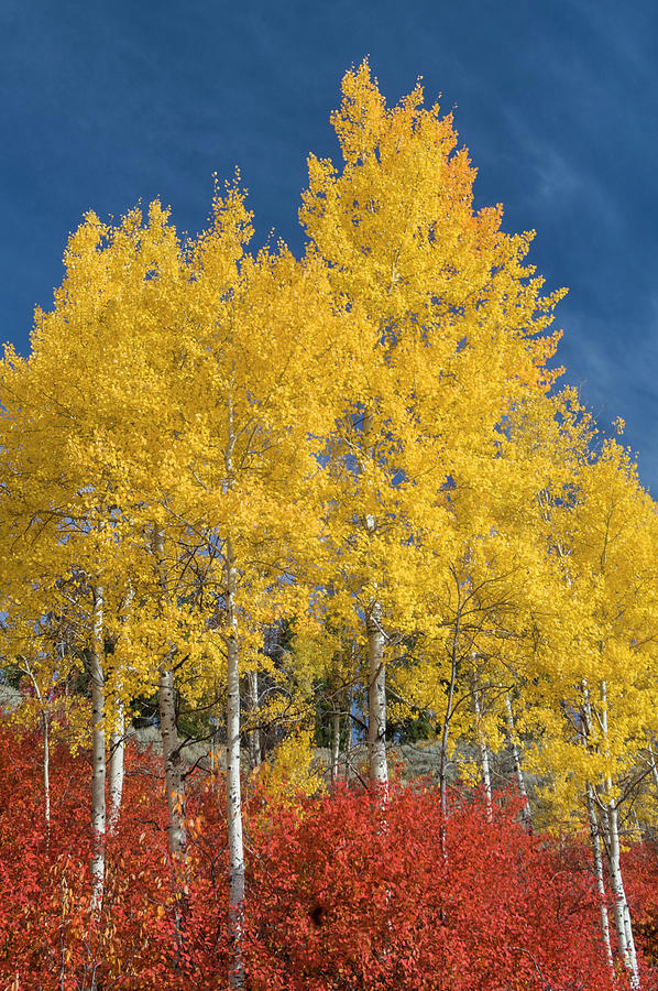 Quaking Aspens In Fall Photograph by Jeff Foott